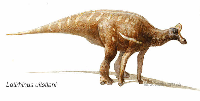 Latirhinus uitstlani