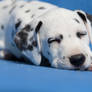 Dalmatian puppy