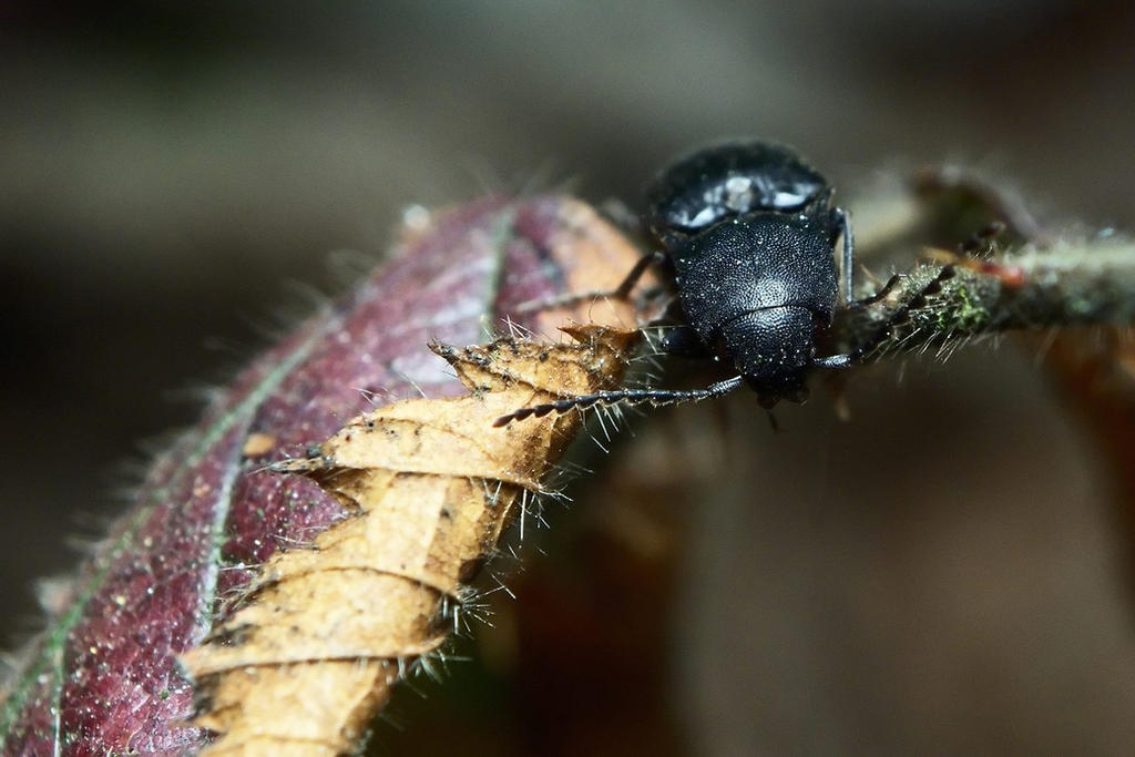 Macabrement Insect Insect 1 by modrzew777 on DeviantArt