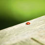 Ladybird.