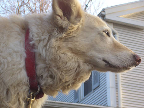 Tawny in the breeze