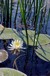 Lily of the Lake