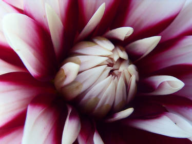 Red and White flower