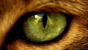 Cat Eye Wallpaper