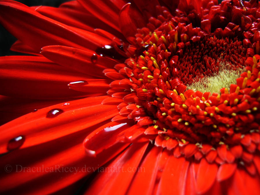 Red in Red by DraculeaRiccy Red in Red by DraculeaRiccy