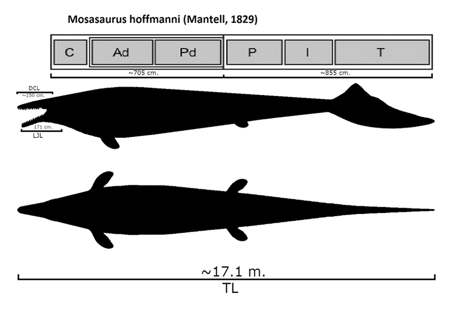 Mosasaurus hoffmanni reconstruction and size by Rimasuchus