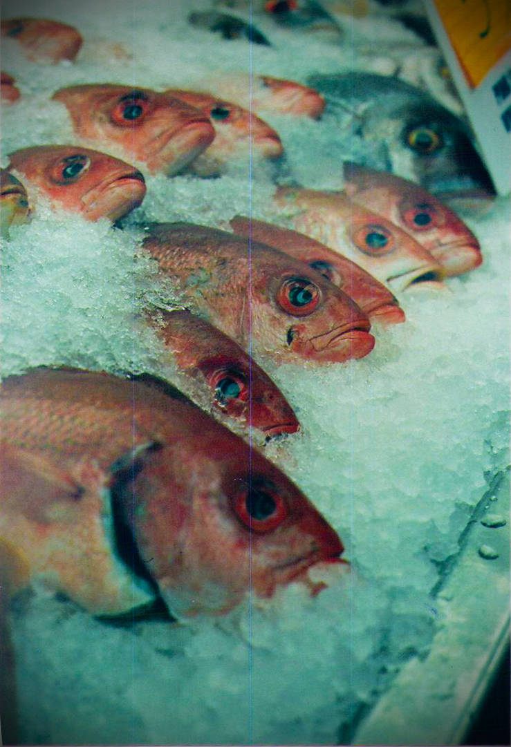 Rolly Polly Fish Heads by Fraulyne on DeviantArt