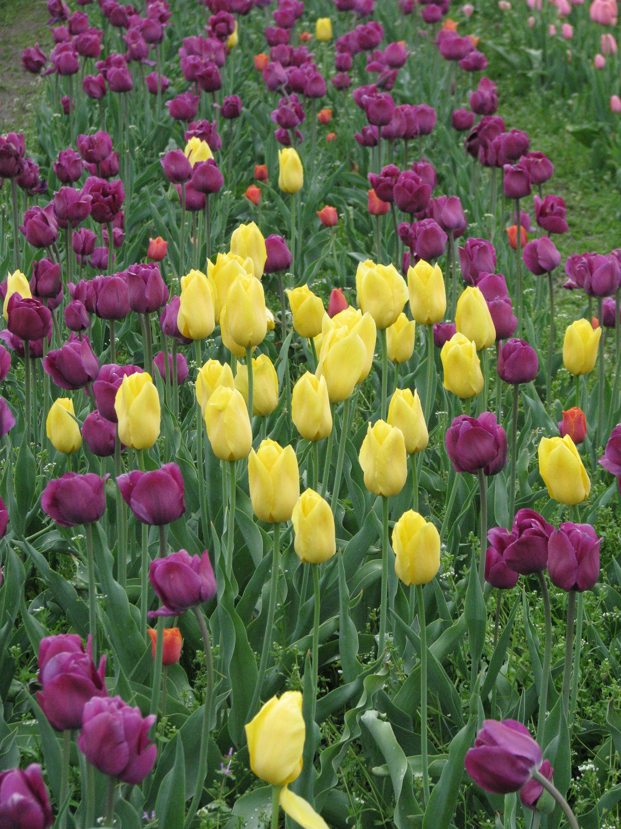 Tulips Of Holland Michigan