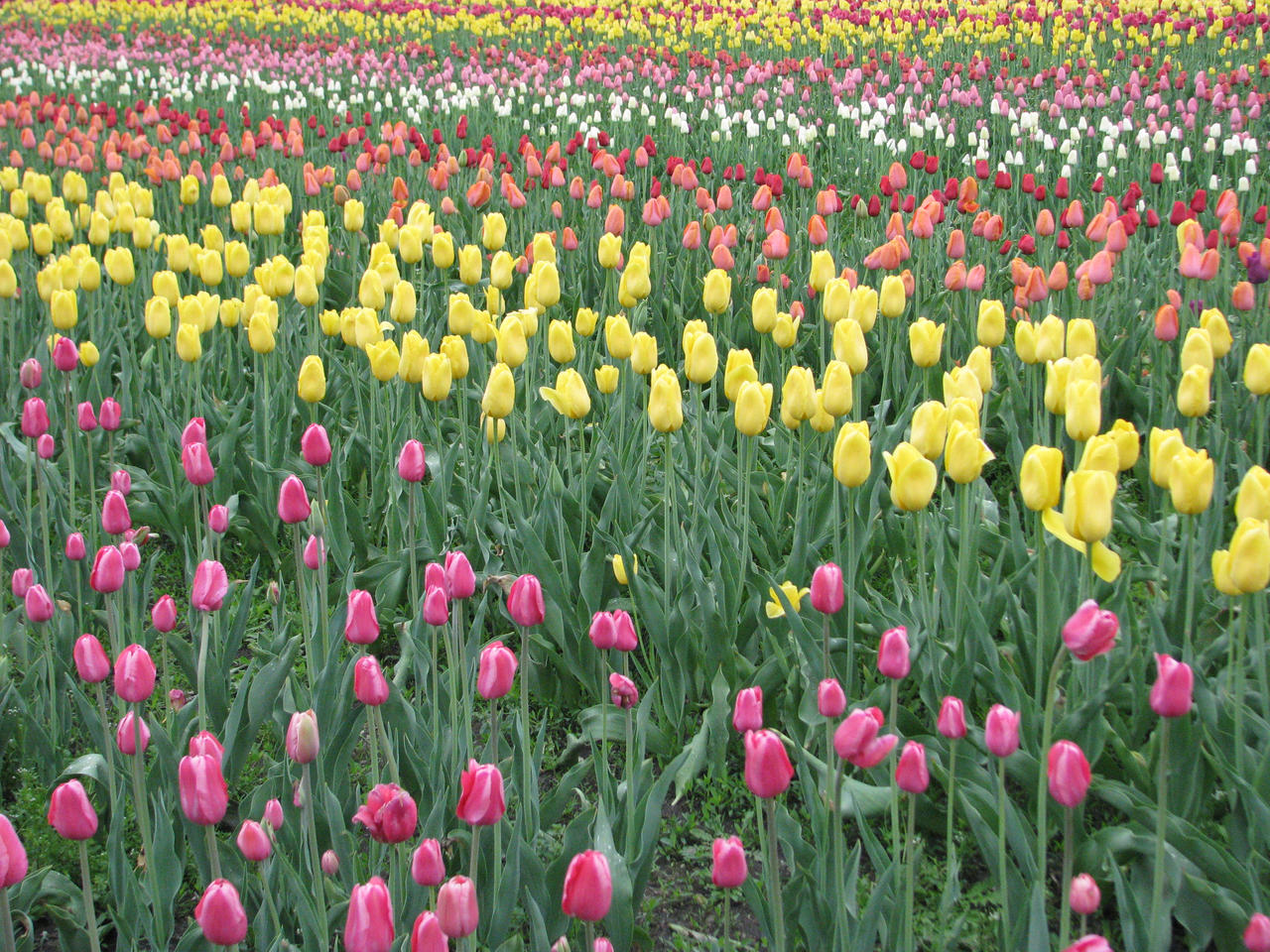 Tulips Of Holland Michigan 1