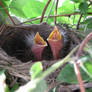 Baby Birds