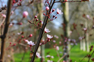 Spring Flower