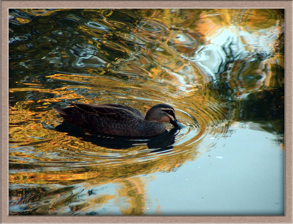 Duck on the Lake by Ser-Olmy on DeviantArt