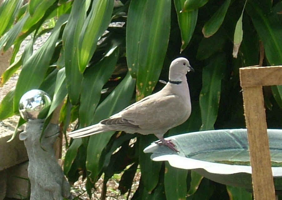 Dove and Bird Bath
