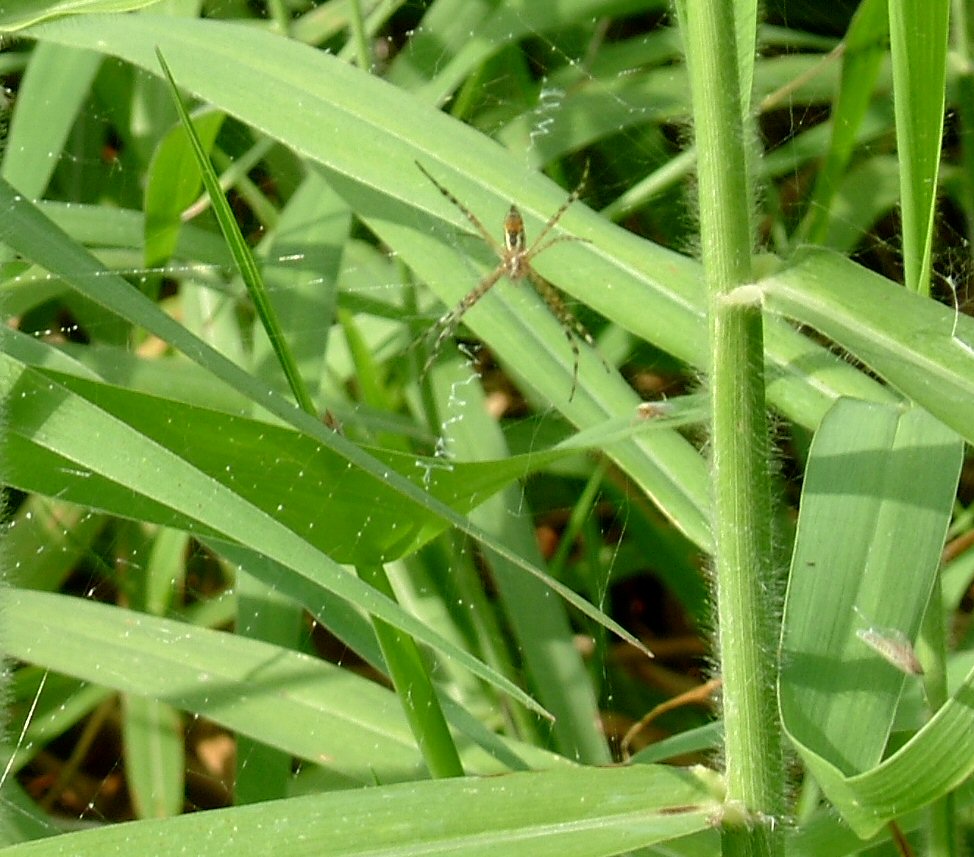 Baby Orb Web Spider