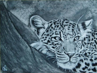 Leopard