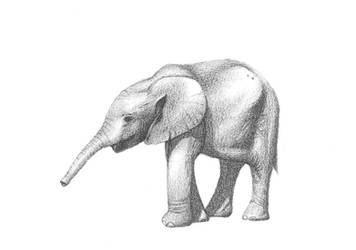 Pencil drawing baby elephant