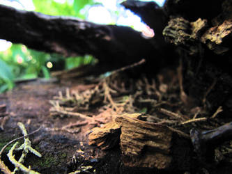 Wooden bench close up