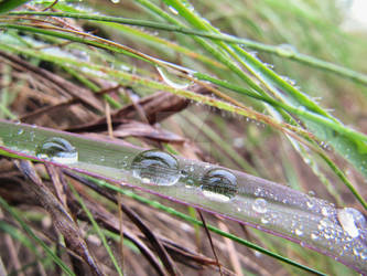 Wet grass from summer rains
