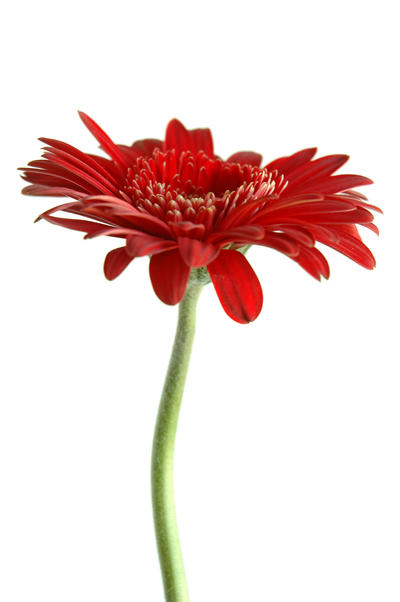Flower :stock: by Proseuche
