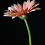 pink flower :STOCK: