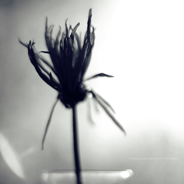 wilted.