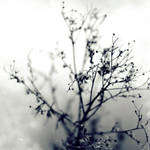 winter. by Proseuche