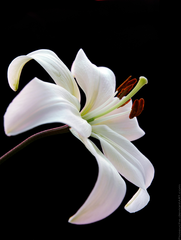 white lily.