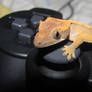 Gamer Gecko