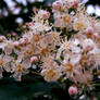 Peach Blossom