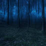 FREE STOCK IMAGE - MIDNIGHT WALK