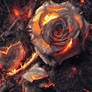 The Burned Rose