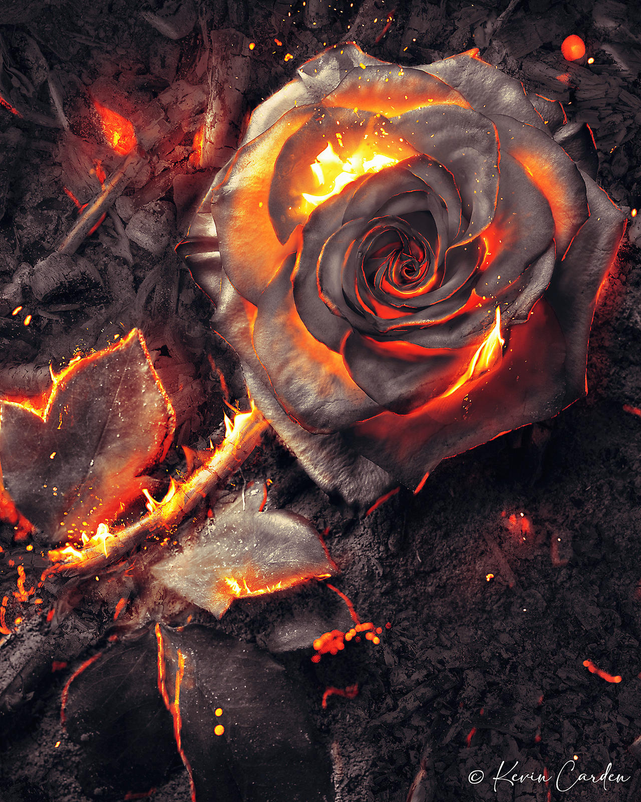 What Do Burning Roses Mean at Michael Melin blog