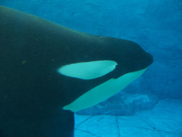 Orca