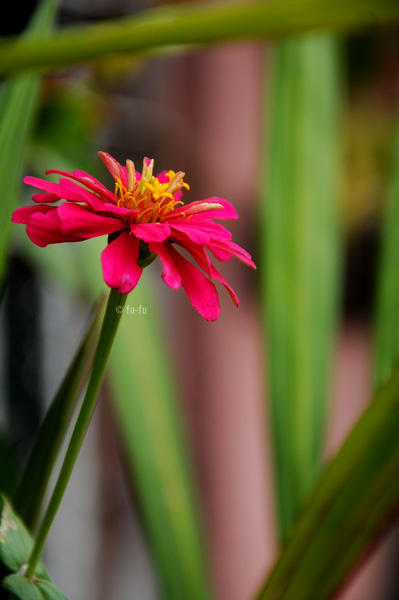 Dance of the Reed Flutes