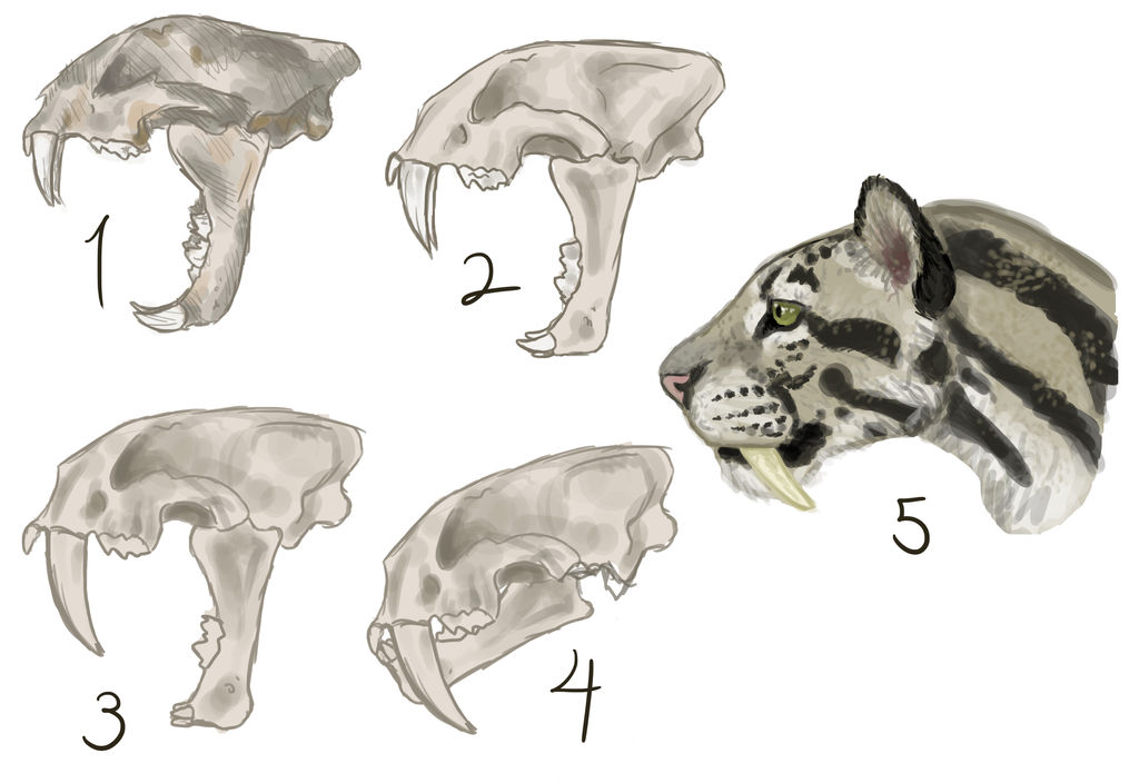 Clouded Leopard Speculative Evolution by LeonelSaberTooth on DeviantArt