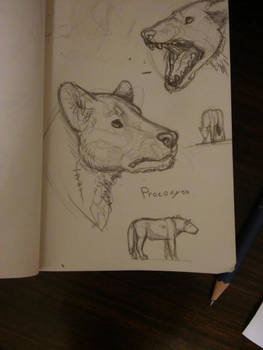 Explore the Best Protocyon Art DeviantArt