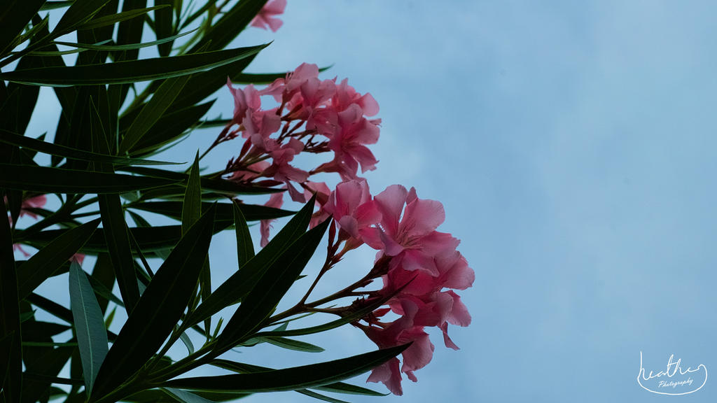 Flowers - Collioure: France 2015