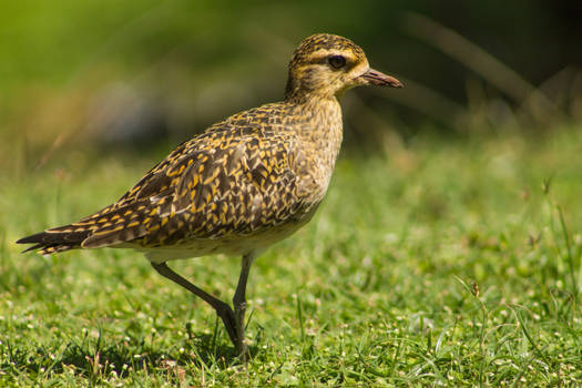 Pacific Golden Plover