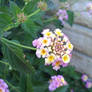 Fractal Bloom