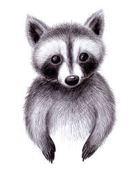 Raccoon