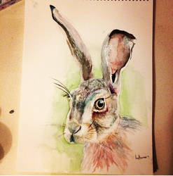 Hare - watercolour