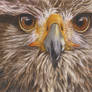 Eagle by colour pencil