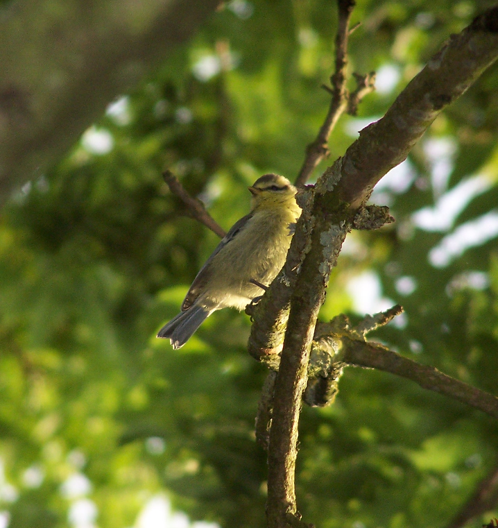 yet another bird in a tree