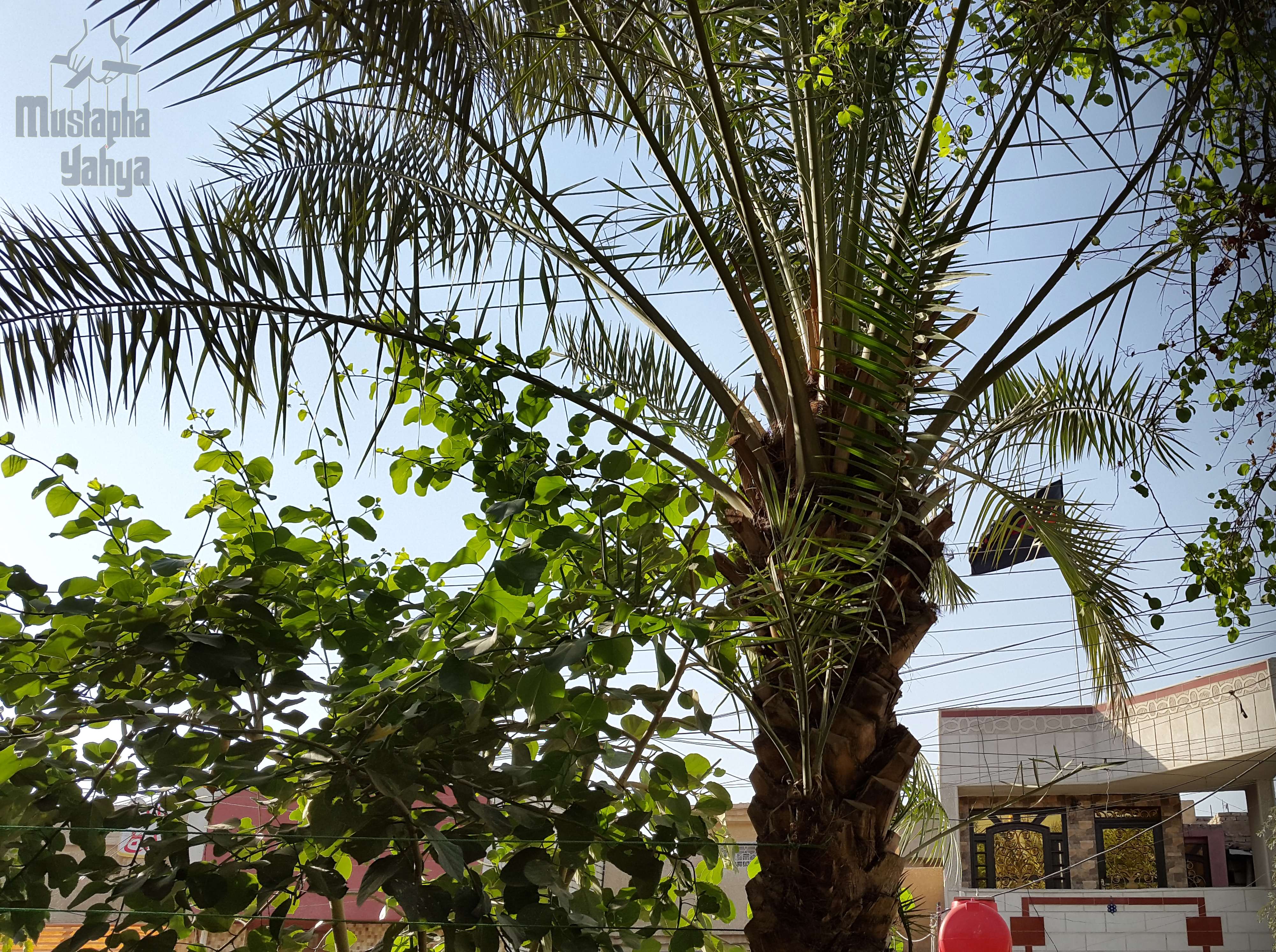 Iraqi Palm