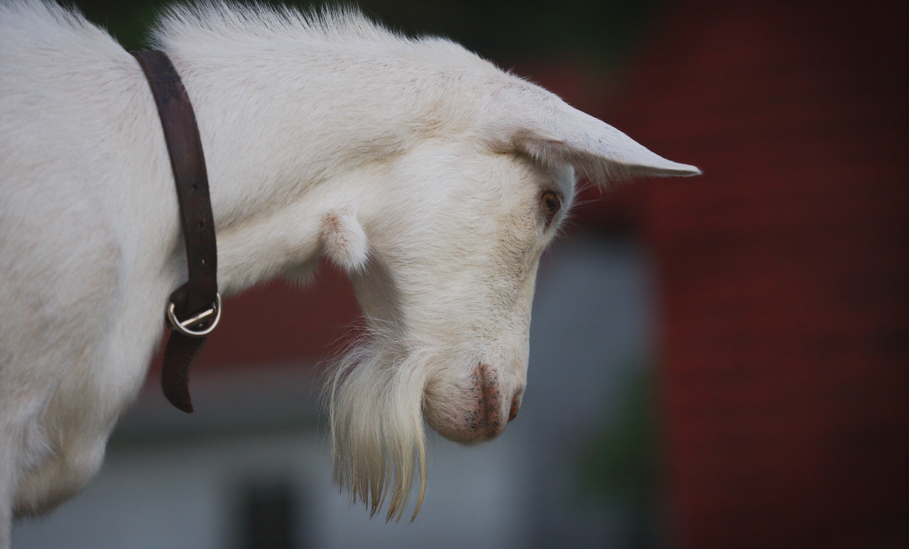 Elder Goat