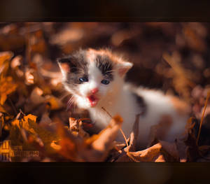 Autumn Kitten by MRBee30 Autumn Kitten by MRBee30