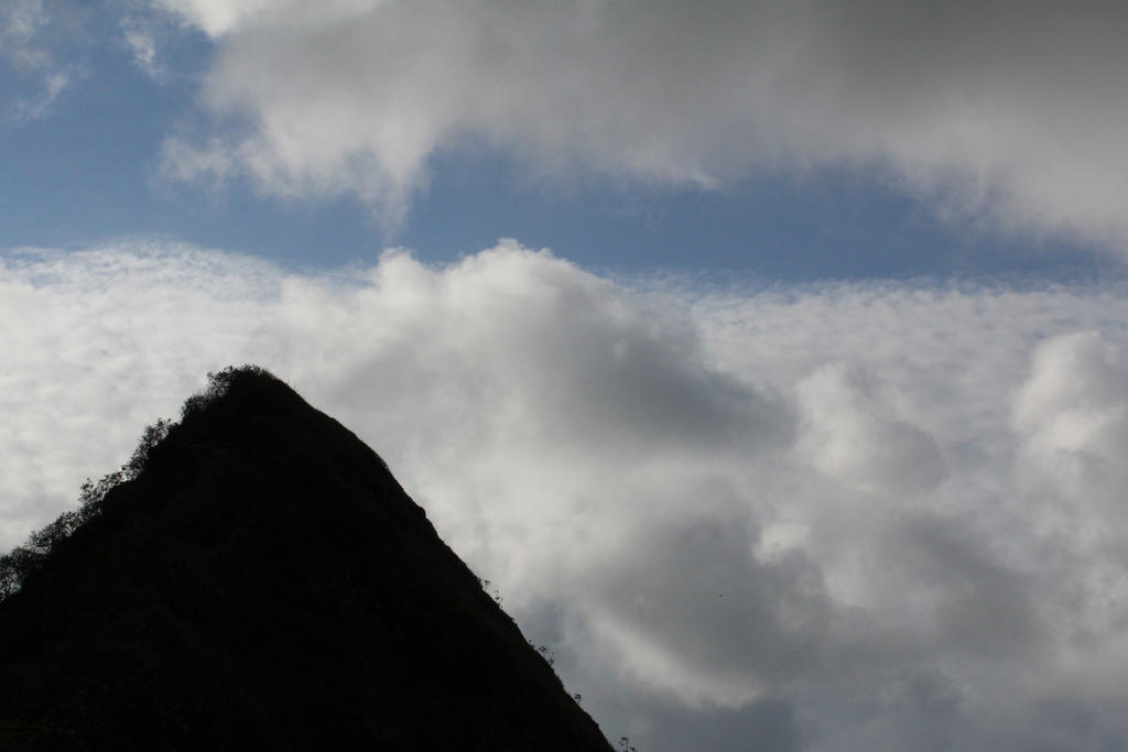 Skyward Reaching