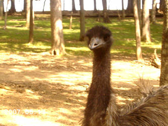 The Emu Can See You