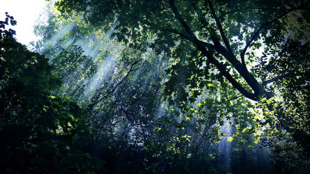 forest LIGHT