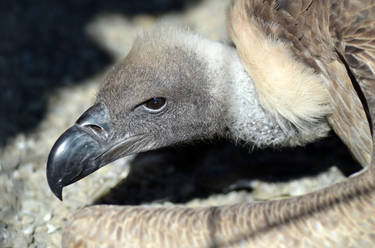 Gyps Fulvus